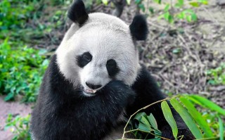 純玩3日游：九寨溝一個景點輕松自在游（精致小包團）